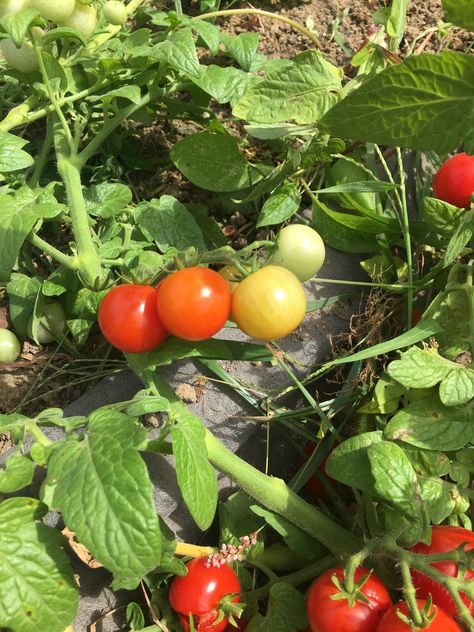 Agriculture Pictures, Tomato Tomato, Fruits And Vegetables Pictures, Vegetable Pictures, Eating Food Funny, Small Vegetable Gardens, Short Plants, Farm Lifestyle, Tomato Garden