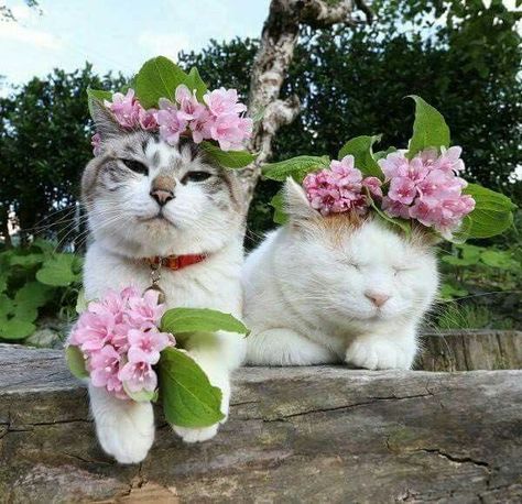 Cats With Flowers, Cat Illnesses, Green Cottage, Cat Reference, Cat Flowers, Two Cats, Healthy Cat, Dog Flower, Silly Cats