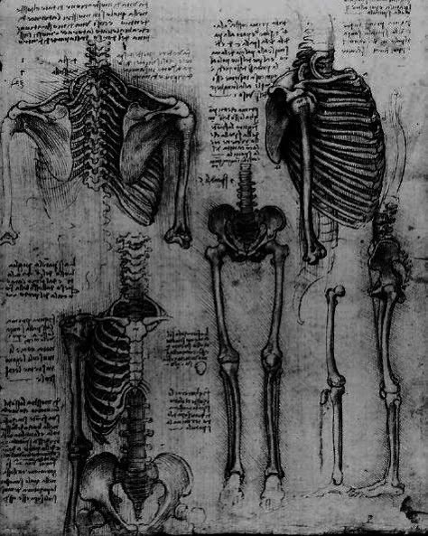 Dark Academia Aesthetic Anatomy, Doctorcore Aesthetic, Anatomy Sketches Aesthetic, Bones Aesthetic Icons, Anatomist Aesthetic, Science Widget, Skeleton Xray Aesthetic, Thanatology Aesthetic, Dark Medical Aesthetic