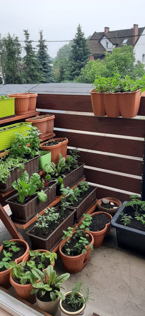 Herbs Balcony Ideas, Small Porch Garden Apartment Balconies, Balcony Garden Bed, Apartment Patio Garden Veggies, Apartment Balcony Plant Ideas, Apartment Porch Plants, Small Patio Greenhouse, Balcony Gardening Vegetable, Balcony Veggie Garden Apartments