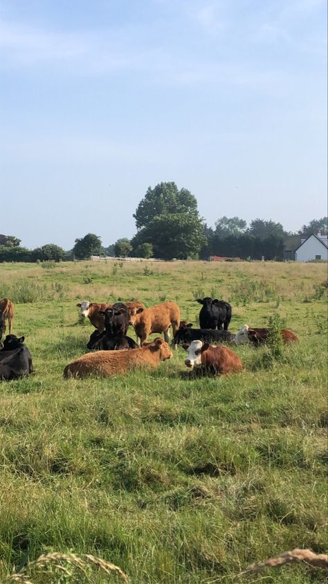 cows cute brown cottage core field farm burger Cows On Field, Field Of Cows, Cows In A Field, Cow Field, Vermont Summer, Country Fields, Country Core, Lyme Park, Fat Cow