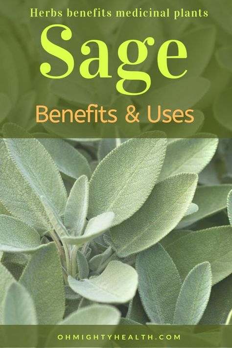 Sage Plant Benefits, Sage Benefits Herbs, Sage Herb Benefits, Sage Health Benefits, Herbal Knowledge, Herbs Benefits, Herb Remedies, Medicine Plants, Herbs Medicinal