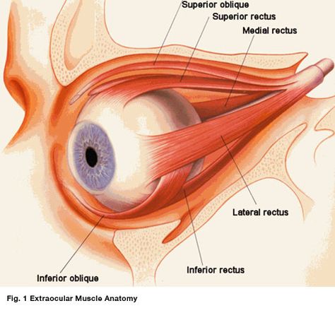 Eyeball Anatomy, Eye Lesson, Optometry Education, Muscle Diagram, Eye Anatomy, Chemical Energy, Human Body Anatomy, Muscle Anatomy, Medical Anatomy