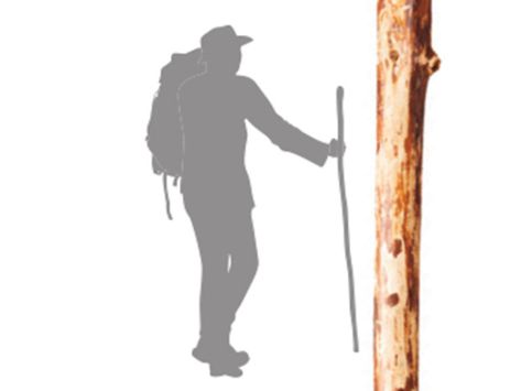 How Tall Should a Walking Stick Be? – Boys' Life magazine How To Make A Walking Stick, Diy Hiking Stick, Walking Sticks Ideas Homemade, Diy Walking Stick, Wood Hiking Stick, Horse Projects, Walking Staff, Wooden Walking Sticks, Walking Sticks And Canes