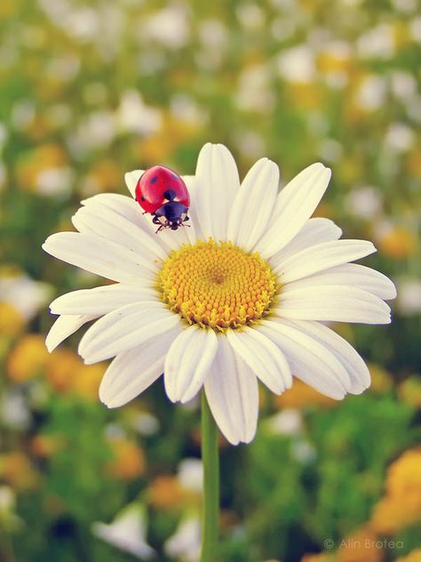 Spring Flower Photography, Flower Pictures Photography, Ladybug On Flower, May Pictures, Pictures Of Spring Flowers, Nature Photography Animals, Flowers Wild, A Ladybug, Shotting Photo