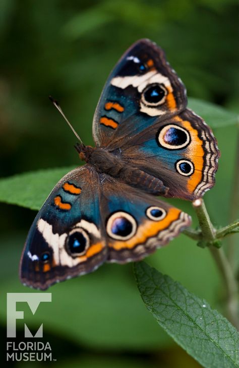 Real Butterfly Aesthetic, Jungle Butterflies, Butterfly Photography Nature, Rainforest Insects, Butterfly Reference, Butterfly In Nature, Insects Pictures, Photos Of Butterflies, Pretty Insects