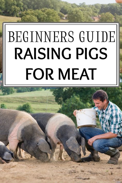 Pig Diet, Hog Farm, Raising Pigs, Pig Breeds, Pig Pen, Pig House, Farm Plans, Mini Pigs, Pig Farming