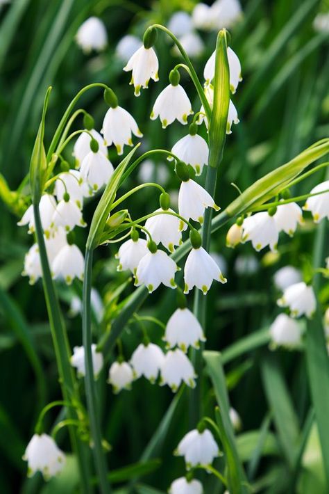 Summer Snowflake Leucojum aestivum - This ornamental plant is commonly known as Loddon lily. The stalk of this plant reaches a height of one foot with flowers appearing on the top. The bell-shaped white flowers like lily of the valley look beautiful, and its tepals are green-tipped giving it a unique look. The way flowers grow downwards it seems as if they’re offering a message of being humble even if you own the beauty. Another peculiar trait of the blooms–they are mildly chocolate scented. Wha Perennial Bulbs, Lily Of The Valley Flowers, Valley Flowers, Spring Flowering Bulbs, Flower Farmer, Spring Bulbs, Blooming Plants, Ornamental Plants, Fragrant Flowers