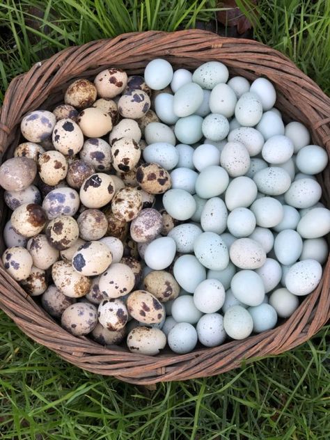 Color Eggs, Raising Quail, Farm Lifestyle, Future Farms, Chicken Garden, Farm Photography, Farm Eggs, Mini Farm, Backyard Chicken Coops