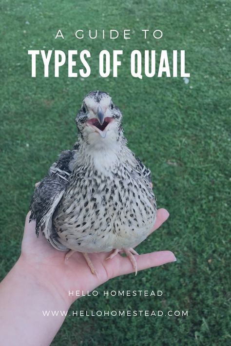 Quail are a cute, quirky alternative poultry to raise on your homestead. If you have decided to raise quail on your homestead, the next step is to choose what type of quail to get. #quail #cute #cutebird #quirky #bird #birds #cutebird #fowl #cutefowl #babyquail #babybird #chicks #chick Raising Quail On The Ground, Types Of Quail Birds, Quail Farming Ideas, Quail Ground Pen, Coturnix Quail Colors, Quail Setup, Quail Enclosure Ideas, Quail Aviary Ideas, Quail Pen Ideas