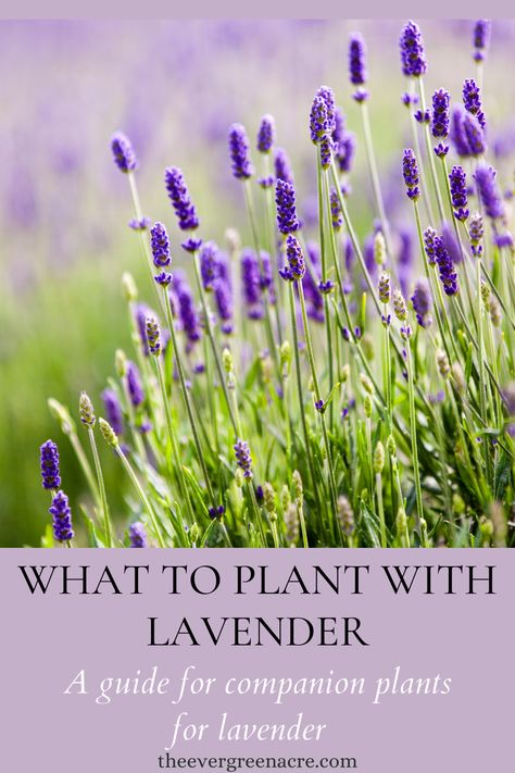 bright purple lavender plants with green folliage Lavender Planting Combinations, Lavender And Citronella Garden, Flower Bed With Lavender, Planting Lavendar And Rosemary, Lavender In Raised Beds, Lavender And Lemongrass Landscaping, Lavender Garden Design, Lavender Raised Bed, Lavender Companion Planting