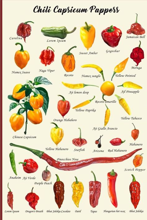 Capsicum Plant, Types Of Chili Peppers, Edible Wild Mushrooms, Posters Nature, Herbs Illustration, Types Of Peppers, Vegetable Painting, Amazing Food Hacks, Prints Bedroom