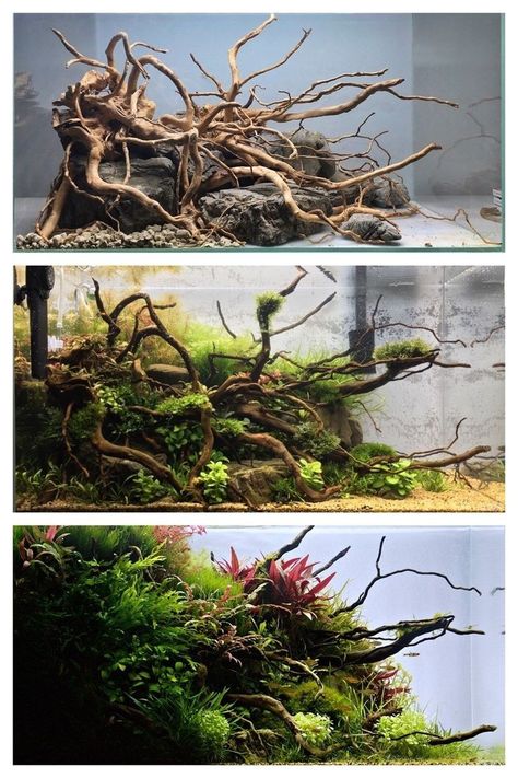 90p Aquascape, Biotope Aquarium, Aquarium Garden, Freshwater Aquarium Plants, Aquarium Set, Taman Air, Cool Fish Tanks, Aquascape Design, Fish Tank Design