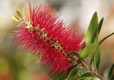 A Guide to Pruning And Taking Care of Bottlebrush Bushes - Gardenerdy Bottlebrush Plant, Bush Plant, Bottle Brush, Garden Plants, In The Garden, My Garden, Dandelion, The Garden, Plants