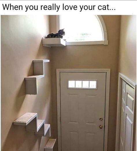 Katt Grejer, Cat House Diy, Cat Shelves, Cat Room, Cat Diy, Cat Wall, Silly Cats, Cat Care, Cat Furniture