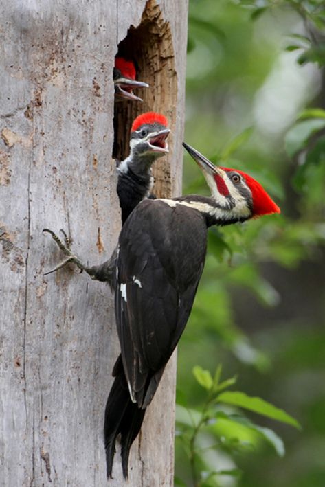 Photo of the Day: Pileated Woodpecker | Audubon Pileated Woodpecker, Kinds Of Birds, Animale Rare, Haiwan Peliharaan, Nature Birds, Backyard Birds, Bird Pictures, Exotic Birds, Pretty Birds