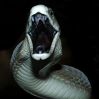 Explore DFBothma photos on Flickr. DFBothma has uploaded 25 photos to Flickr. Black Mamba Snake, Mamba Snake, The Black Mamba, Venomous Snake, Pretty Snakes, Snake Venom, Reptile Snakes, King Cobra, Snake Bites