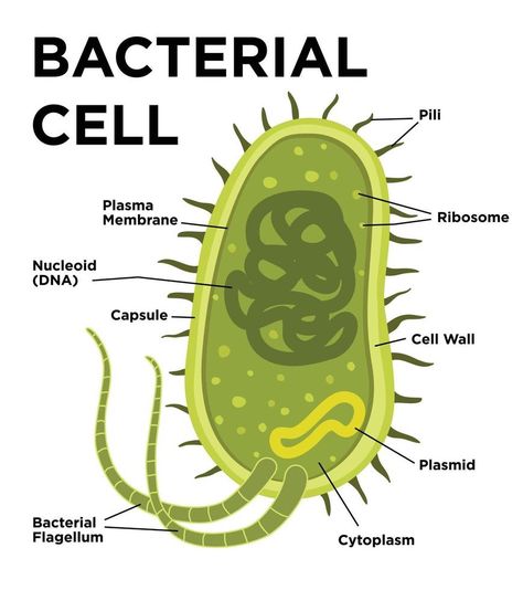 Bacterial cell anatomy in flat style. Vector modern illustration. Labeling structures on a bacillus cell with nucleoid DNA and ribosomes. External structures include the capsule, pili, and flagellum. Bacterial Cell Structure, Bacterial Cell, Biology Diagrams, Cells Project, Crochet Baby Cocoon, Biology Facts, Animal Cell, Cell Structure, Science Notes