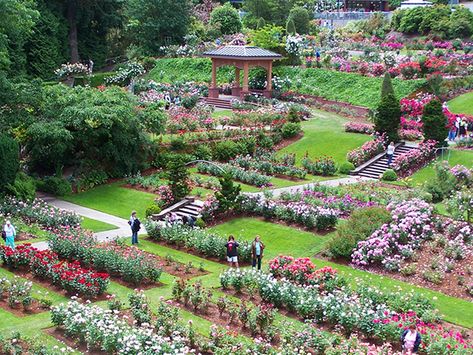 International Rose Test Garden Portland, International Rose Test Garden, Rose Garden Portland Oregon, Portland Rose Garden, Portland Garden, Rose Arbor, Organic Pesticide, Brad Simpson, Rose Varieties