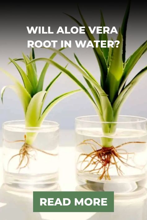 You can propagate aloe vera plants in water, but it’s a little tricky. This article will guide you through turning aloe vera cuttings into healthy new plants. Propogating Aloe Vera, Propagating Aloe Vera, Aloe Propagation, Propagating Aloe, Propagate Aloe, Propagate Aloe Vera, Housekeeping Hacks, Growing Aloe Vera, Types Of Succulents