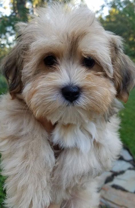 Mini Havanese Puppies, Bichon Havanese, Dog Faces, Havanese Dogs Haircuts, Havanese Dogs Full Grown, Havanese Haircuts, Havanese Breeders, Havanese Puppies For Sale, Bichon Havanais