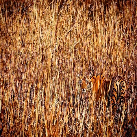 Nat Geo WILD on Instagram: “Tiger in the grass by @sandesh_kadur ・・・ Ultimate camouflage - a tigress blends in beautifully lost in the worlds tallest grasslands of…” Animal Adaptations, Wild Tiger, Wild Grass, A Tiger, Tiger Stripes, Lynx, In The Wild, Peek A Boo, Beautiful Cats