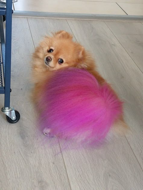 This is Pumpkin her tail has bin dyed with Opawz dog paint. Its not harmfull for the dog. Dog With Dyed Fur, Dog Hairstyle, Dyed Dogs, Dog Hair Dye, Grooming Dogs, Dog Dye, Creative Grooming, Dog Haircuts, Dog Business