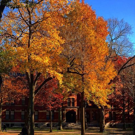 Fall Boards, Fall October, Fall Trees, Fall Mood Board, Autumn Scenery, Season Of The Witch, Harvard University, Fall Feels, February 22