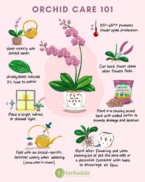 Orchid Care and Repotting - Tonkadale Orchid House Plant, Repot Orchids How To, How To Fertilize Orchids, How To Plant Orchids In Pots, When To Repot Orchids, Different Types Of Orchids, Indoor Orchid Display, How To Care For An Orchid, How To Grow Orchids Indoors