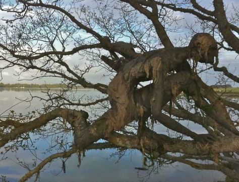 Old Tree, Southern Gothic, Weird And Wonderful, Pics Art, A Tree, In The Middle, Mother Nature, The Middle, The Sky