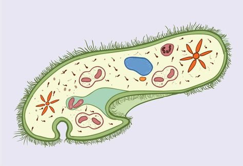 The Structure of Paramecium Cell - Rs' Science Paramecium Biology, Biology Drawing, Biochemistry Notes, Cell Diagram, Microscopic Organisms, Eukaryotic Cell, Cell Division, Pond Life, Electron Microscope