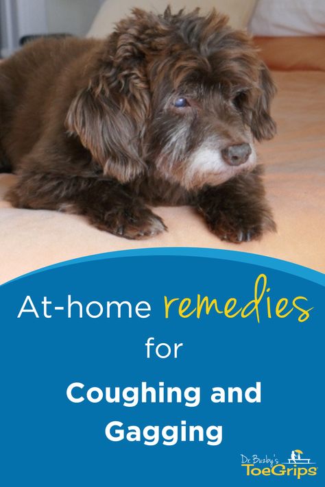 When your dear old dog is coughing and gagging, it’s easy to start worrying. Could it be something serious? Or did your dog just have something that “went down the wrong tube”? To help you make sense of it all, integrative veterinarian Dr. Julie Buzby discusses seven common reasons for coughing and gagging and reviews when to call the vet. She also gives an overview of what to expect at the vet and discusses some home remedies. Diy Dog Cough Medicine, How To Treat Kennel Cough, Dog Coughing Remedies, Dog Congestion Remedies, Dog Cough Remedy, Kennel Cough Remedies Dogs, Kennel Cough Remedies, Remedies For Coughing, Dog Coughing And Gagging