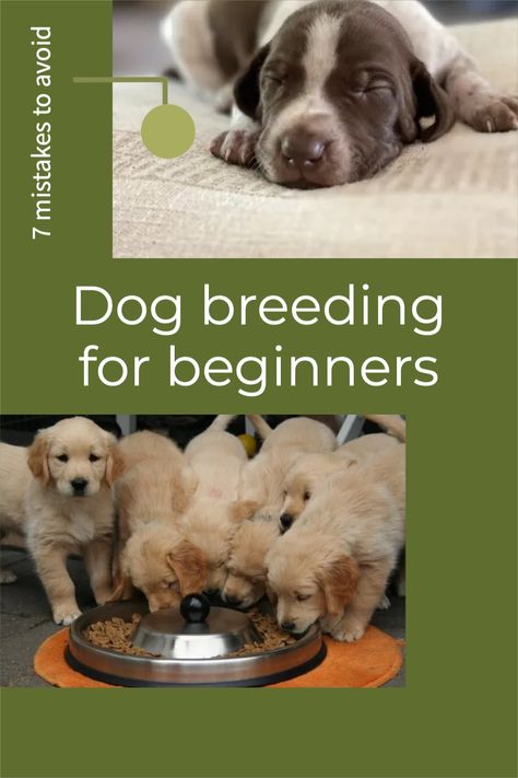 Tips For Breeding Dogs, Dog Welping Rooms, How To Breed Dogs, How To Become A Dog Breeder, Caring For Puppies, Preparing For Puppies To Be Born, Puppy Take Home Kit From Breeder, Breeding Kennel Ideas, Puppy Breeding Kennel