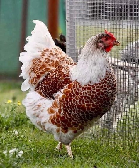 Garden Backyard Ideas, Tattoos Pets, Blue Laced Red Wyandotte, Aesthetic Chicken, Pet Tattoo Ideas, Pet Drawings, Wyandotte Chicken, Chicken Pictures, Fancy Chickens