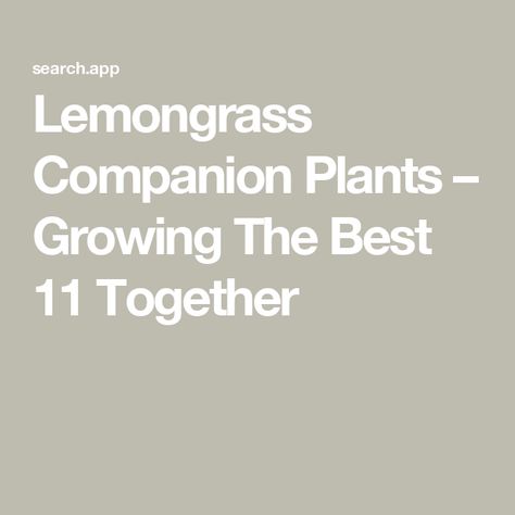 Lemongrass Companion Plants – Growing The Best 11 Together Lemongrass Companion Plants, Grow Lemongrass, Lemongrass Plant, Attracting Beneficial Insects, Companion Plants, Plants Growing, Natural Pest Control, Thriving Garden, Attract Pollinators