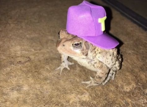 So swag my guy 😎🧢 A Frog, Amphibians, Purple, Green