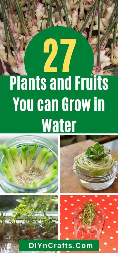 Propagate Herbs In Water, Propagating Vegetables In Water, Regrow Plants From Cuttings, What Plants Grow In Water, How To Propagate Vegetables, Rosemary In Water Grow, Grow Mint In Water, Vegetables That Grow In Water, Plants To Grow From Cuttings