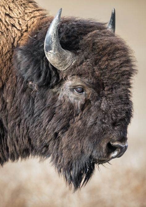 A photograph of a bull bison roaming Grand Teton National Park. I offer giclee prints in three options: lustre prints, high gloss on metal, and canvas stretched on 1.5" bars back stapled. Photographed by Savannah Rose Wildlife. Bison Anatomy, Bison Reference, Bison In Snow, Bison Pictures, Buffalo Pictures, Bison Photography, Bison Photo, Bison Print, Buffalo City