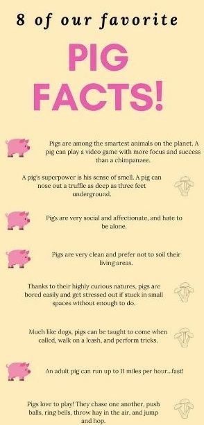 Happy Monday! Check out these 8 fun facts about pigs! Learn more and order your copy of Sprig the Rescue Pig at Stone Pier Press! Facts About Farm Animals, Pig Poster Ideas For Fair, Pig Ear Notches, 4h Pigs, Fair Animals, Mercy Watson, Pig Quotes, Pigs Quote, Cow Facts