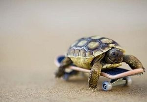 A turtle on a skateboard! Turtle Day, Tortoise Care, Baby Tortoise, Desert Tortoise, Turtle Drawing, Pet Turtle, Tortoise Turtle, Tiny Turtle, Cute Turtles