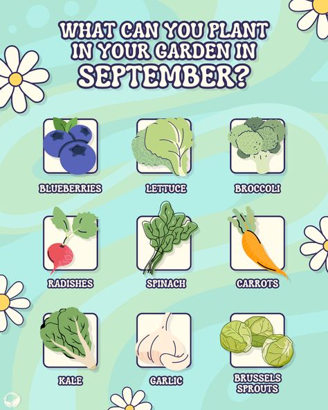 Poster titled "What can you plant in your garden in September?" . Blue wavy background with white and yellow flower decorations. Images of blueberries, lettuce, broccoli, radishes, spinach, carrots, kale, garlic, and brussels sprouts. Plants To Plant In September, Seeds To Plant In September, September Garden Planting, What To Plant In The Fall, Plants To Plant In Fall, Flowers To Plant In September, September Planting, What To Plant In September, September Garden