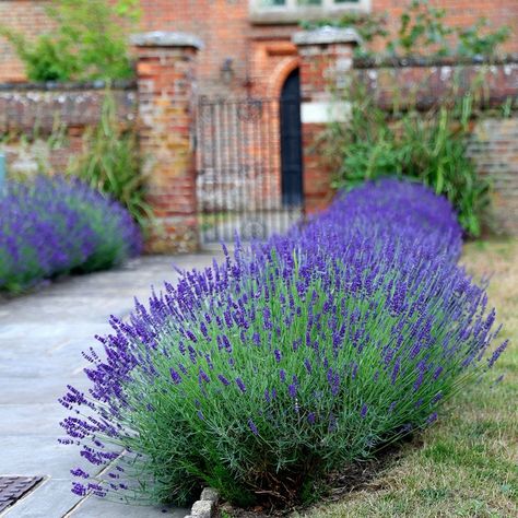 Lavender Images, Lavandula Hidcote, Hidcote Lavender, Lavender Hidcote, Lavender Hedge, Rectangle Planters, Mediterranean Plants, Violet Flowers, Fragrant Plant