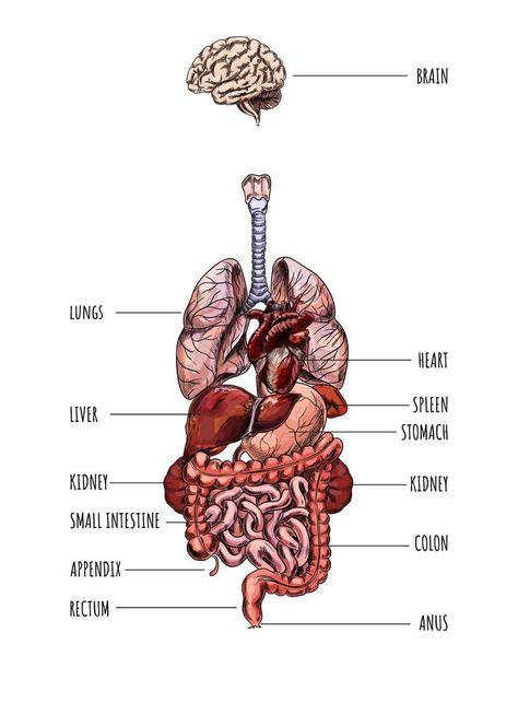 Human organs, brain lungs liver stomach kidney colon, hand drawn vector illustration. Stomach Drawing, Anatomy Organs, Lung Anatomy, Human Anatomy Reference, Human Organs, Human Body Organs, Human Lungs, Basic Anatomy And Physiology, Human Organ