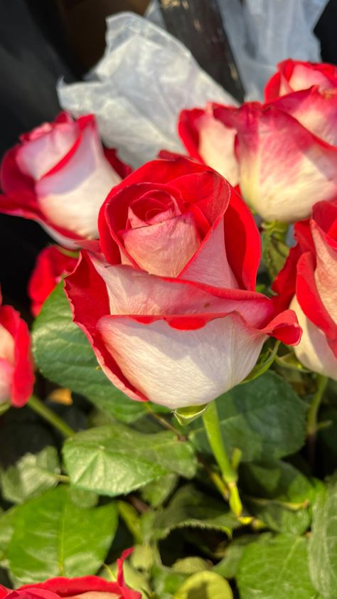 White rose with red trim #rose #roses White Roses With Red Tips, White And Red Flowers, Red And White Flowers, Aesthetic Roses, Red And White Roses, Beautiful Flowers Photography, Rosé Aesthetic, Red Stain, Red Ombre