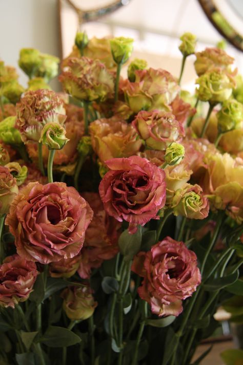 Unique 'cinnamon' colored lisianthus for a brush of color at the reception Brown Lisianthus, Lisianthus Flowers, Flower Catalog, Tom Turkey, October 4th, Flower Colors, Cut Flower Garden, Carnation Flower, Brown Flowers