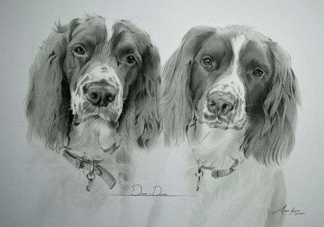 Commission - Springer Spaniels 'Dexter and Dudley' by Captured-In-Pencil Dog Pencil Drawing, Sprocker Spaniel, Spaniel Art, Springer Spaniels, Dog Artwork, English Springer, English Springer Spaniel, Graphite Drawings, Springer Spaniel