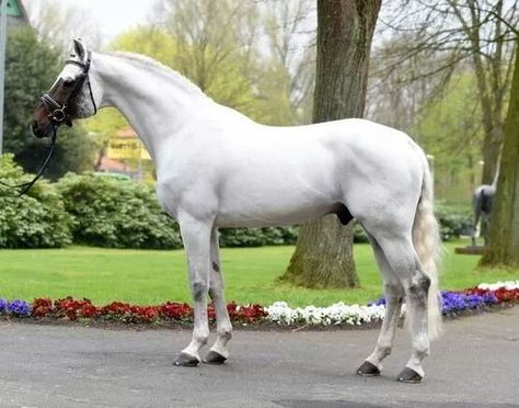 Holsteiner Stallion Acorado II - dream horse. I love his face! Warmblood Stallion, Blood Stain, Unusual Horse, Grey Horses, Dutch Warmblood, Horse Markings, Warmblood Horses, Horse Coats, Rasy Koni