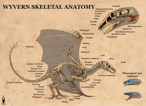 Skeletal Anatomy, Anatomy Skeleton, Anatomy Design, Dragon Anatomy, Skeleton Anatomy, Skeleton Tattoos, Animal Skulls, Skeletal, Design Reference