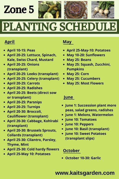 Zone 5 Planting Schedule, Housewife Tips, Planting Schedule, Succession Planting, Vegetable Garden Planning, Vegetable Garden For Beginners, Vegetable Garden Diy, Garden Hacks, Victory Garden