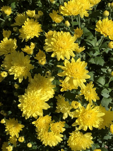 “Wilma Yellow” chrysanthemum Yellow Chrysanthemum Aesthetic, Chrysanthemum Aesthetic, Twt Layout, Fav Flower, Yellow Chrysanthemum, Flower Identification, Yellow Bouquets, Chrysanthemum Flower, Flower Therapy